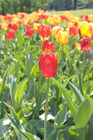 Tulip from Pralormo Castle (TO), Italyの写真素材