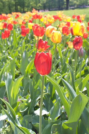 Tulip from Pralormo Castle (TO), Italyの写真素材