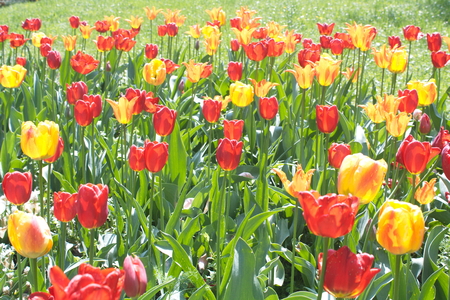 Tulip from Pralormo Castle (TO), Italyの写真素材