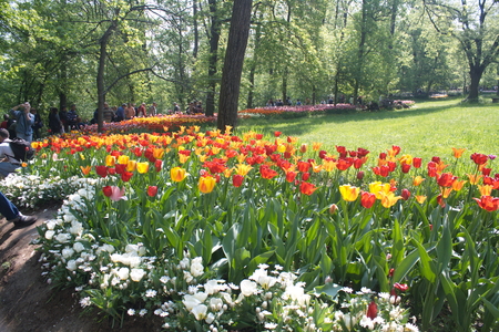 Tulip from Pralormo Castle (TO), Italyの写真素材