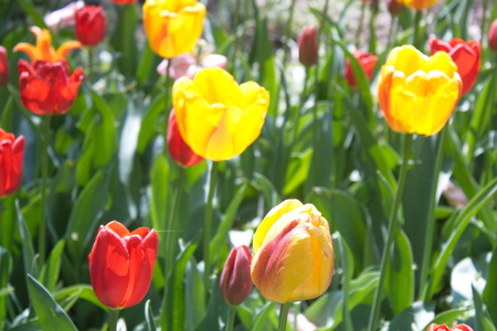 Tulip from Pralormo Castle (TO), Italyの写真素材