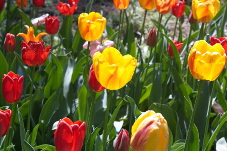 Tulip from Pralormo Castle (TO), Italyの写真素材