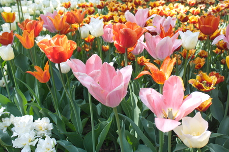 Tulip from Pralormo Castle (TO), Italyの写真素材