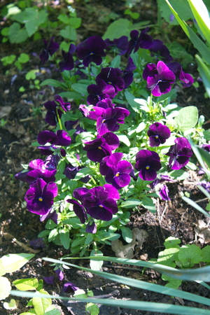 Tulip from Pralormo Castle (TO), Italyの写真素材