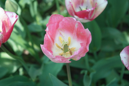 Tulip from Pralormo Castle (TO), Italyの写真素材
