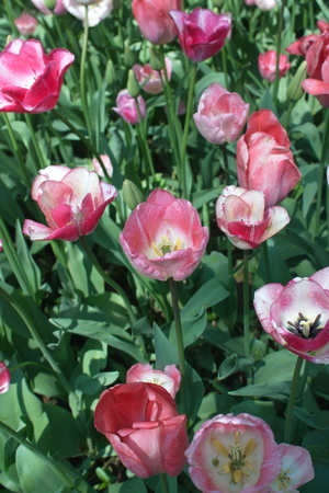 Tulip from Pralormo Castle (TO), Italyの写真素材