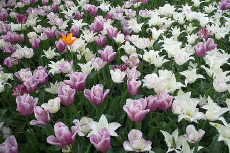 Tulip from Pralormo Castle (TO), Italyの写真素材