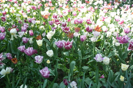 Tulip from Pralormo Castle (TO), Italyの写真素材
