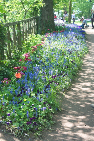 Tulip from Pralormo Castle (TO), Italyの写真素材