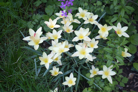 Tulip from Pralormo Castle (TO), Italyの写真素材