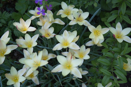 Tulip from Pralormo Castle (TO), Italyの写真素材
