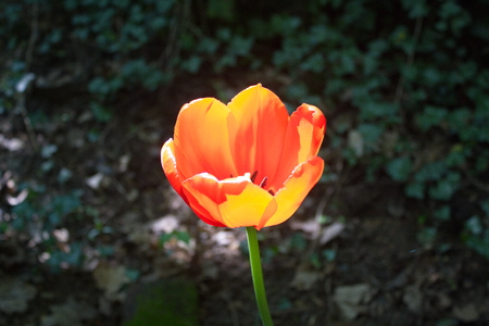 Tulip from Pralormo Castle (TO), Italyの写真素材