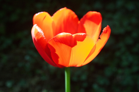 Tulip from Pralormo Castle (TO), Italyの写真素材