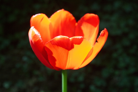 Tulip from Pralormo Castle (TO), Italyの写真素材