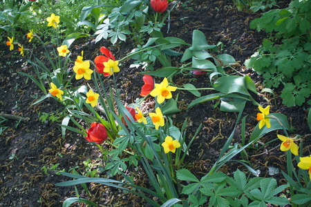Tulip from Pralormo Castle (TO), Italyの写真素材