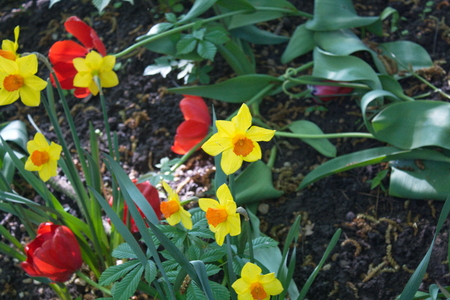 Tulip from Pralormo Castle (TO), Italyの写真素材