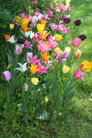 Tulip from Pralormo Castle (TO), Italyの写真素材
