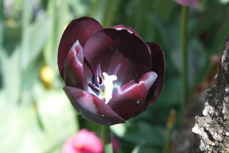 Tulip from Pralormo Castle (TO), Italyの写真素材