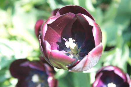 Tulip from Pralormo Castle (TO), Italyの写真素材