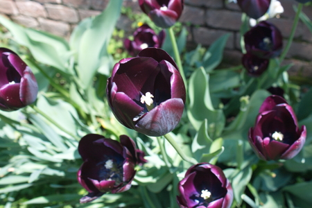 Tulip from Pralormo Castle (TO), Italyの写真素材