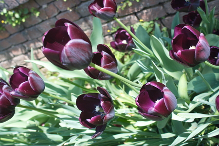 Tulip from Pralormo Castle (TO), Italyの写真素材
