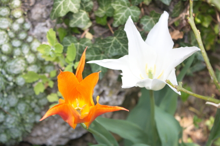 Tulip from Pralormo Castle (TO), Italyの写真素材
