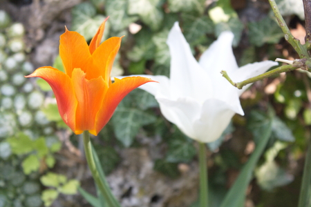 Tulip from Pralormo Castle (TO), Italyの写真素材