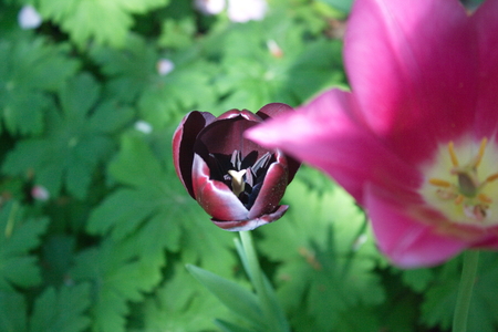 Tulip from Pralormo Castle (TO), Italyの写真素材