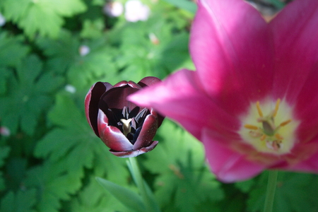 Tulip from Pralormo Castle (TO), Italyの写真素材