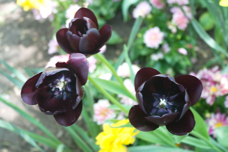 Tulip from Pralormo Castle (TO), Italyの写真素材