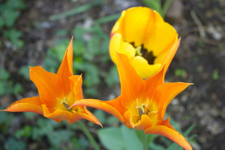 Tulip from Pralormo Castle (TO), Italyの写真素材