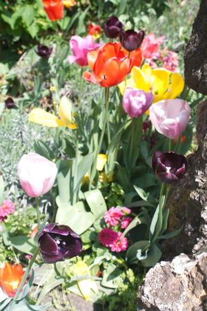 Tulip from Pralormo Castle (TO), Italyの写真素材