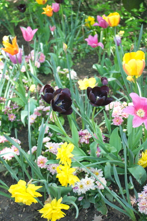 Tulip from Pralormo Castle (TO), Italyの写真素材