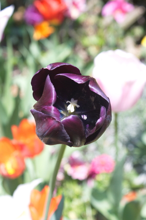 Tulip from Pralormo Castle (TO), Italyの写真素材