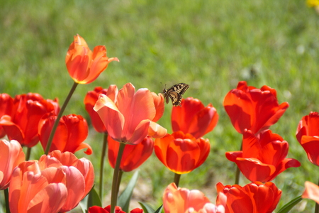Tulip from Pralormo Castle (TO), Italyの写真素材
