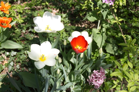 Tulip from Pralormo Castle (TO), Italの写真素材