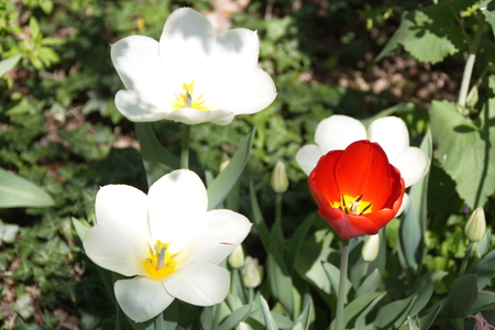 Tulip from Pralormo Castle (TO), Italの写真素材