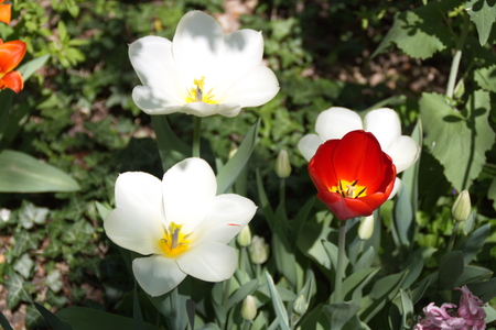Tulip from Pralormo Castle (TO), Italの写真素材