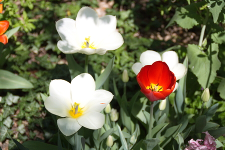 Tulip from Pralormo Castle (TO), Italの写真素材