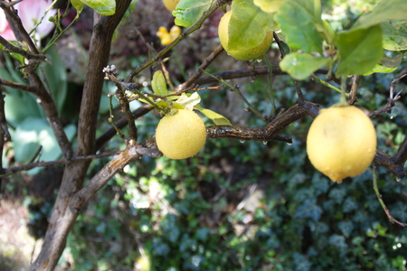 Lemon from Turinの写真素材