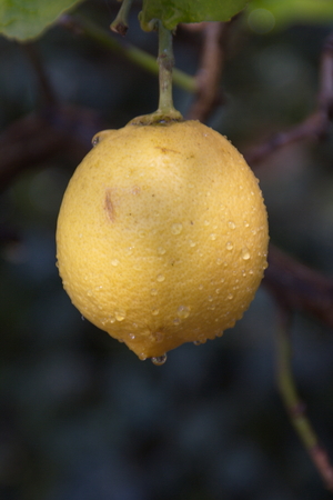 Lemon from Turinの写真素材