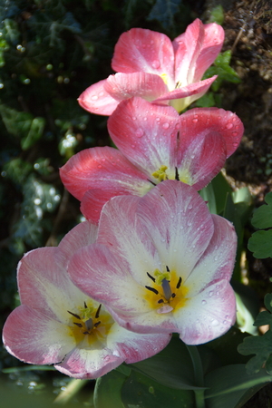 Tulip from Pralormo Castle (TO), Italyの写真素材