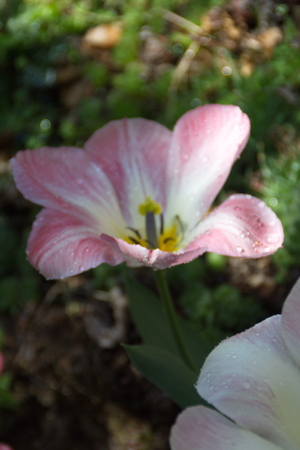 Tulip from Pralormo Castle (TO), Italyの写真素材