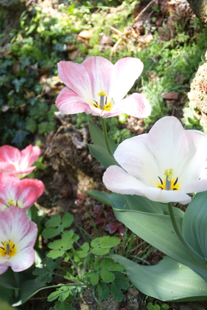 Tulip from Pralormo Castle (TO), Italyの写真素材