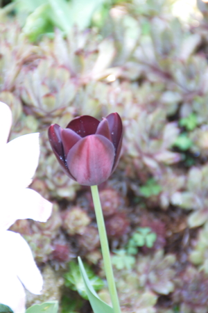 Tulip from Pralormo Castle (TO), Italyの写真素材