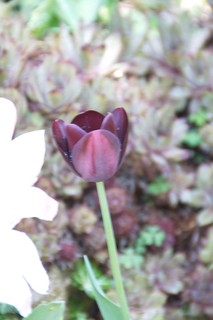 Tulip from Pralormo Castle (TO), Italyの写真素材