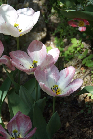 Tulip from Pralormo Castle (TO), Italyの写真素材