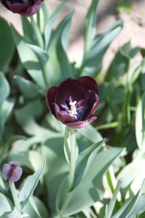 Tulip from Pralormo Castle (TO), Italyの写真素材