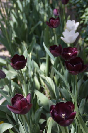 Tulip from Pralormo Castle (TO), Italyの写真素材