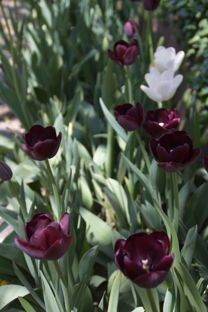 Tulip from Pralormo Castle (TO), Italyの写真素材